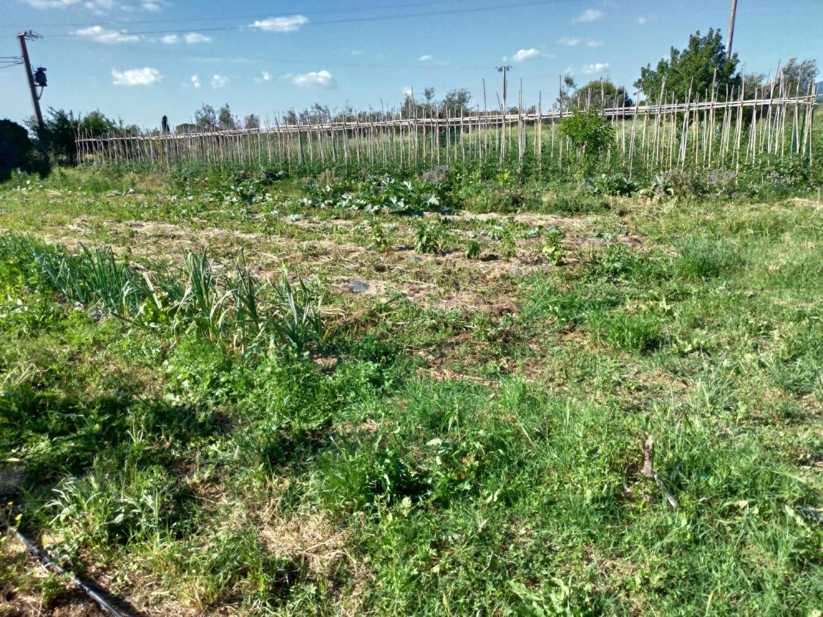 Casa Daria, Armonia Del Passato Nel Rispetto Della Natura Donoratico Bagian luar foto